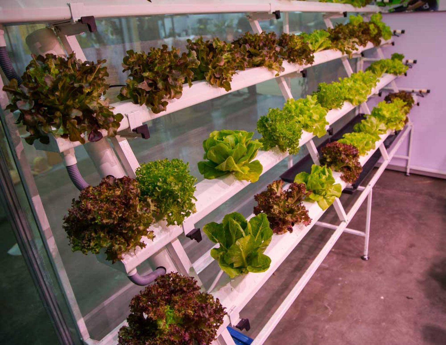 Home hydroponic system