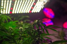 Best-600W-LED-Grow-Lights