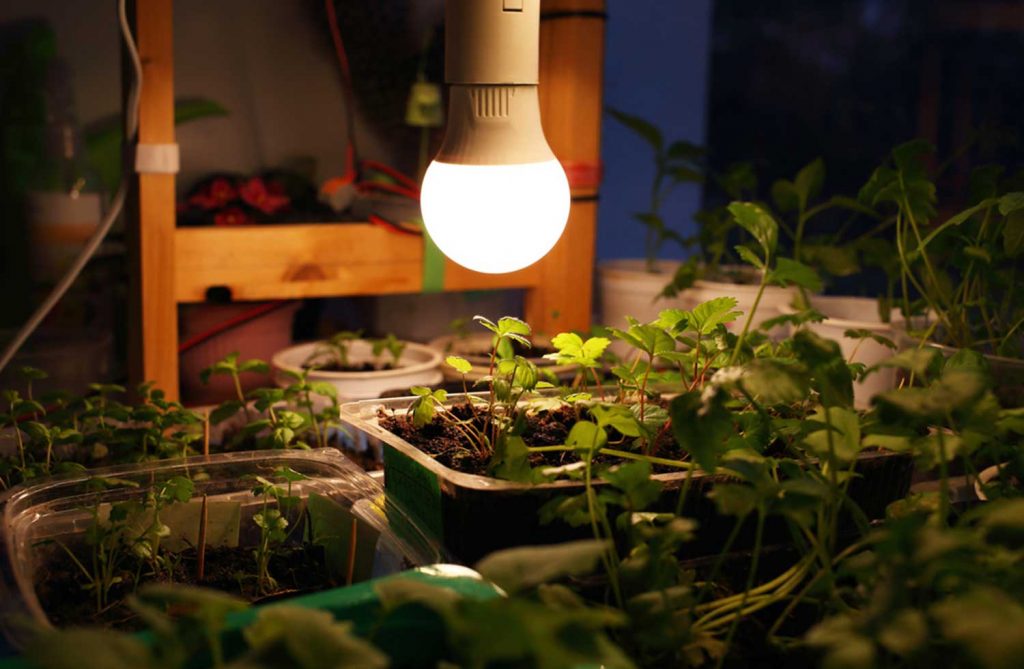Best-Grow-Lamps-for-Seedlings