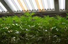 Best-HPS-grow-light