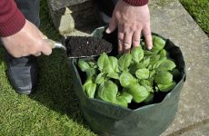 Best-Plant-grow-bags